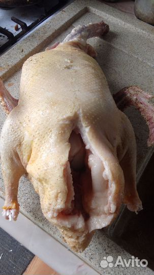 Утка домашняя мясо