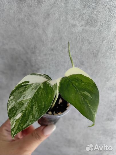 Эпипремнум Хэппи лиф, Сциндапсус сильвер энн