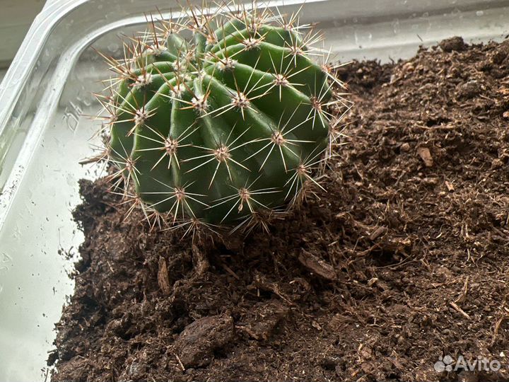 Кактус продам или обменяюсь