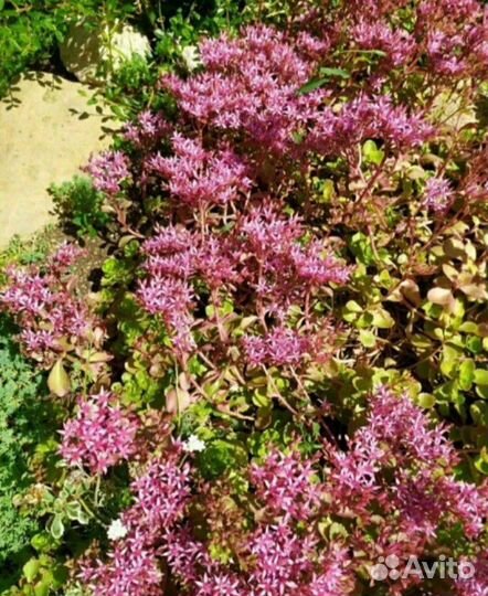 Кизильник, колокольчики, арабис, седумы, малина