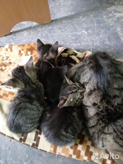 Котики