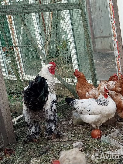 Корелла и петушки