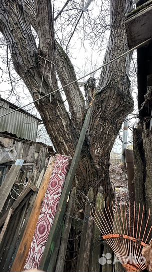 Гецкий орех под слэбы на спил