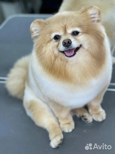 Стрижка собак и кошек, груминг