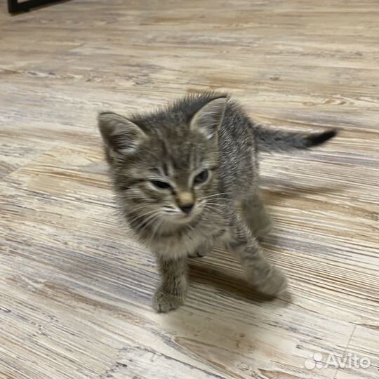 Котенок бесплатно