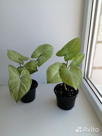 Комнатные цветы