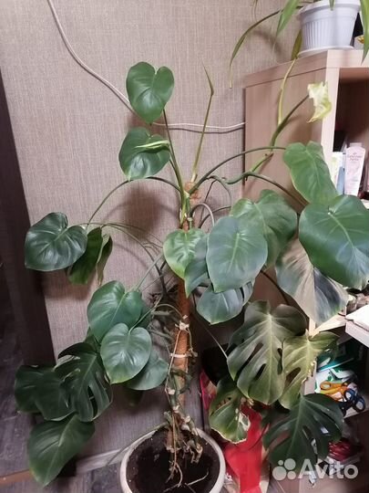 Комнатные растения цветы большие