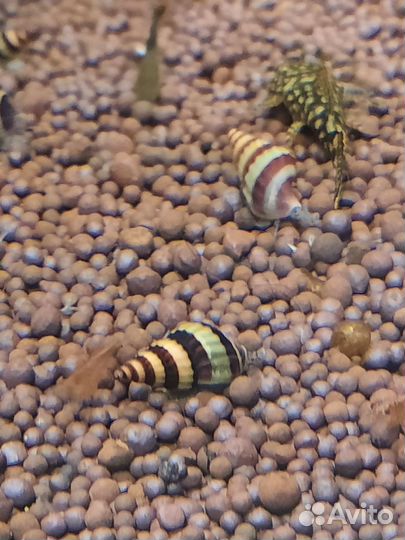 Улитки Хелена