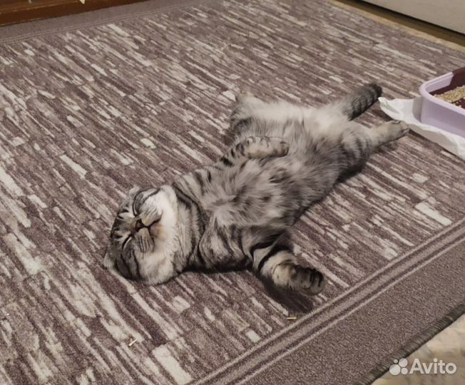 Британский кот в добрые руки