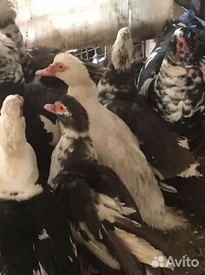 Петухи,Гуси,Индоутки,Куры-Птица Домашняя