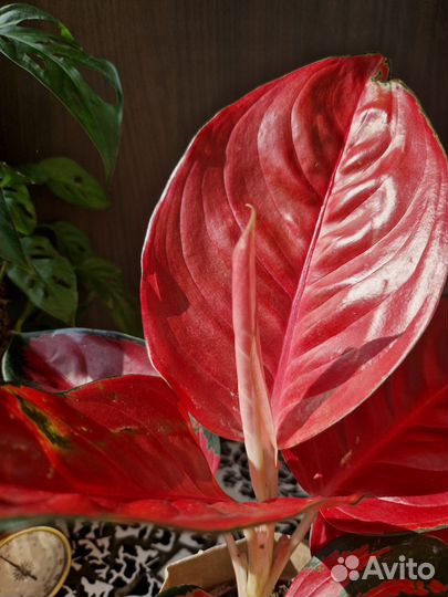 Аглаонема Ред Стар