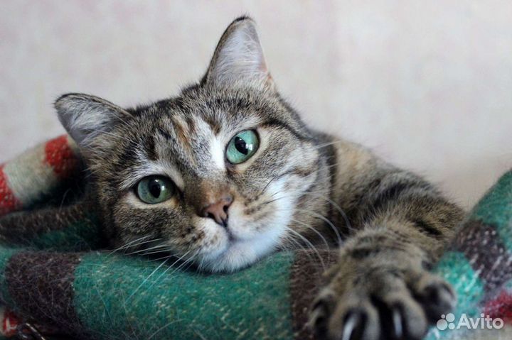 Кошка Анфиса