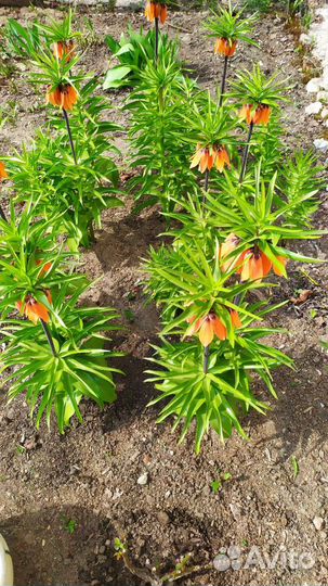 Рябчик императорский