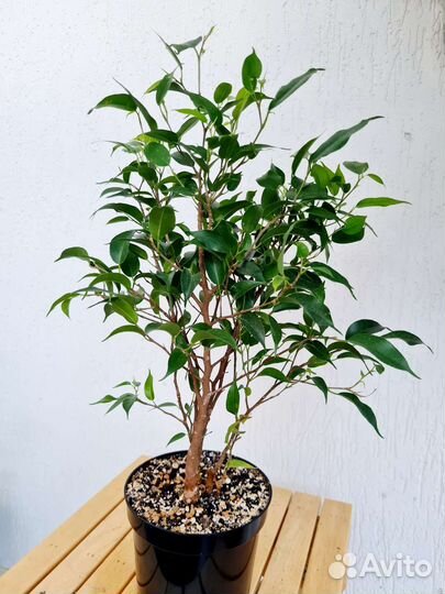 Фикус Бенджамина Наташа