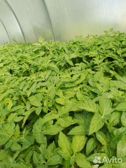 Рассада цветной капусты,баклажан и перец