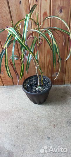 Кодиеум кротон занзибар