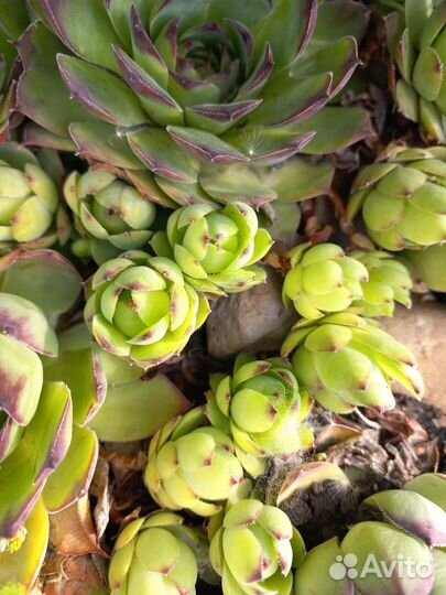 Пион узколистный,молодило, суккуленты