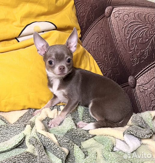 Щенки чихуахуа, девочка лиловая