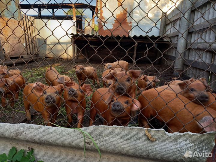 Продаются поросята дюрки