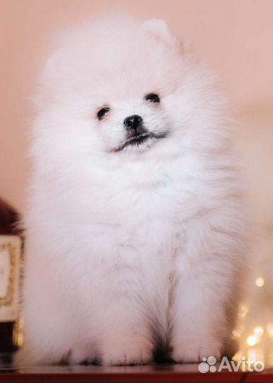 Щенки шпица