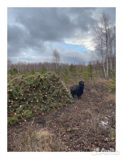 Сосна Рождественская