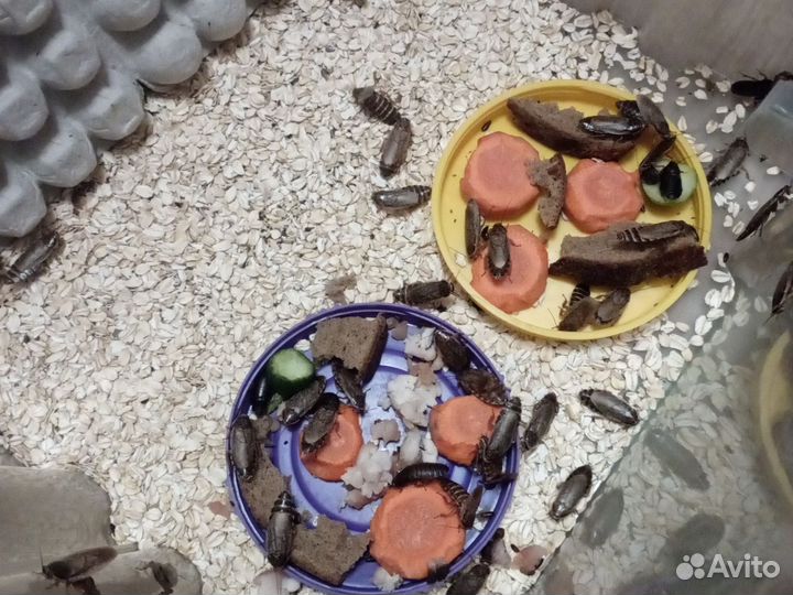 Мраморные тараканы