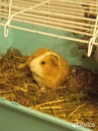 Морской свин