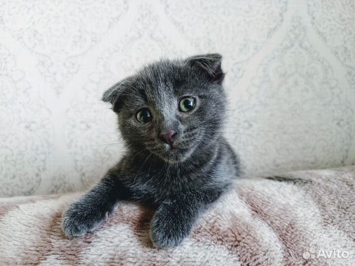 Ангел-хранитель