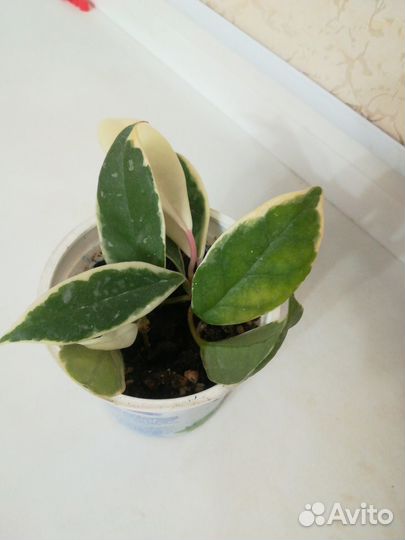 Хойя карноза