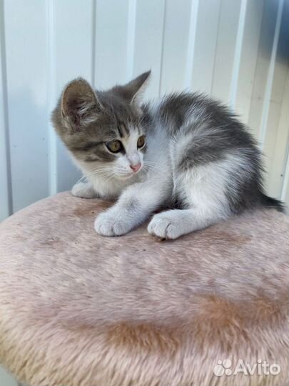 Кошка в дар