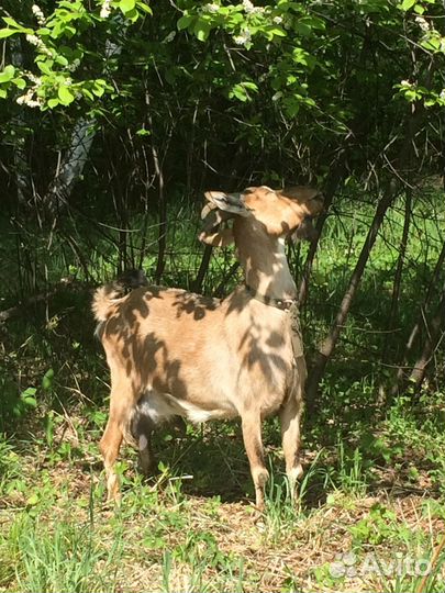 Козы высокоудойные