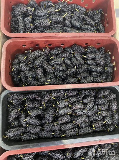 Щелковица вкусная