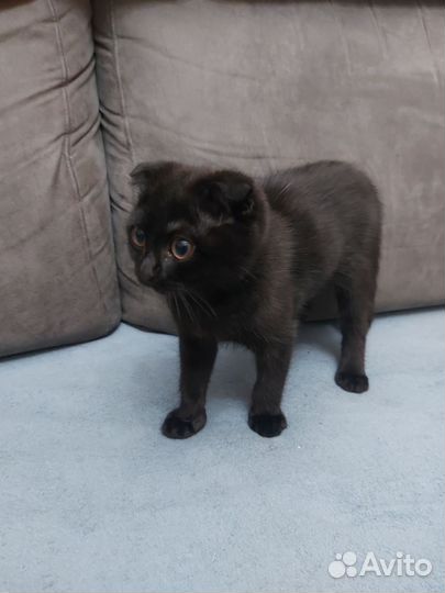 Вислоухий котик