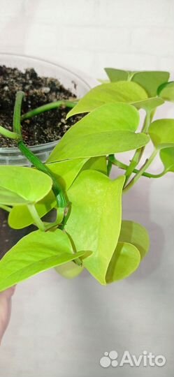 Сциндапсус Неон 2 шт в горшке 1 литр
