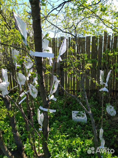 Прививка/перепрививка плодовых деревьев,Саженцы