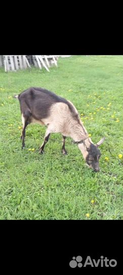 Дойные козы