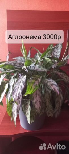 Цветы комнатные