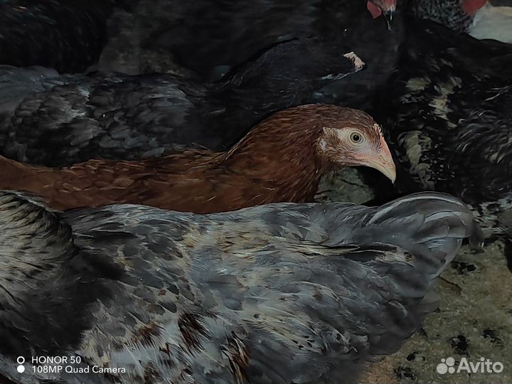 Куры молодки