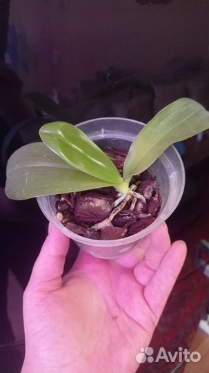 Орхидея фаленопсис