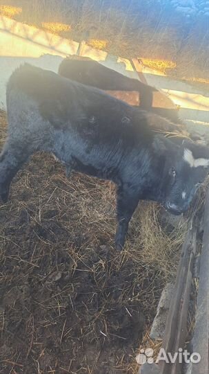 Продажа крс