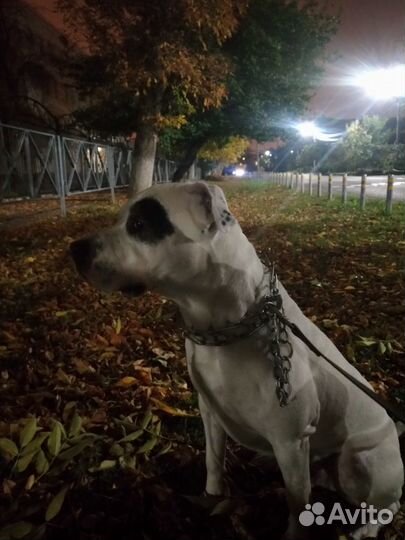 Вязка стаффордширский терьер