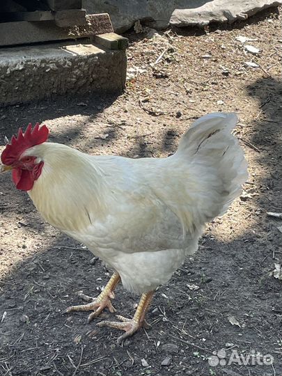 Петухи деревенские молодые