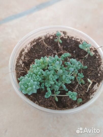 Суккуленты разные