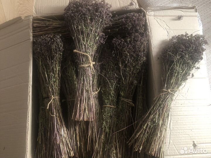 Трава для чая душица