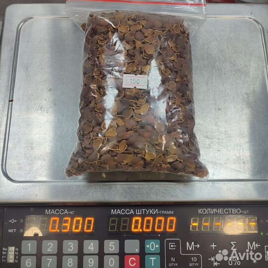 Скорлупа кедрового ореха