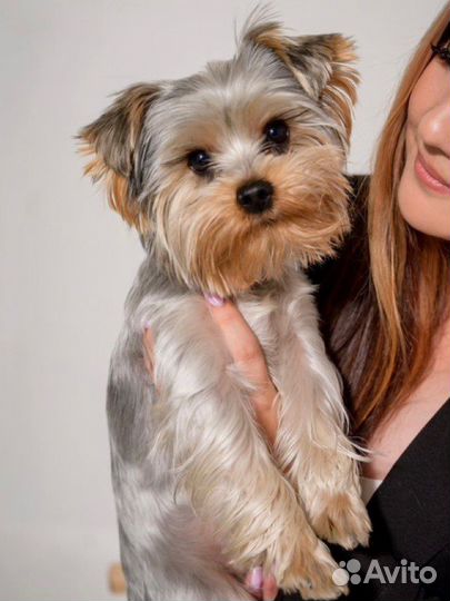 Йоркширский терьер вязка