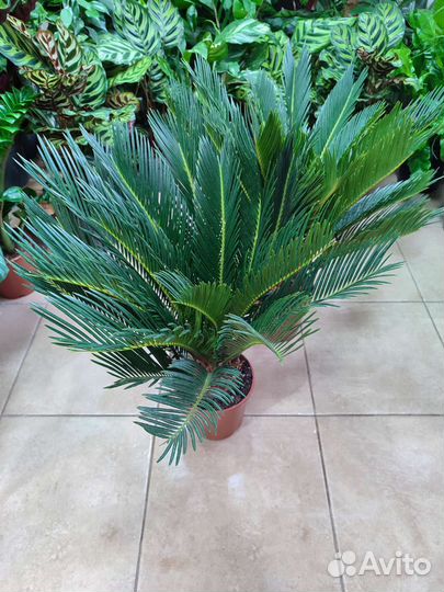 Пальма цикас Revoluta