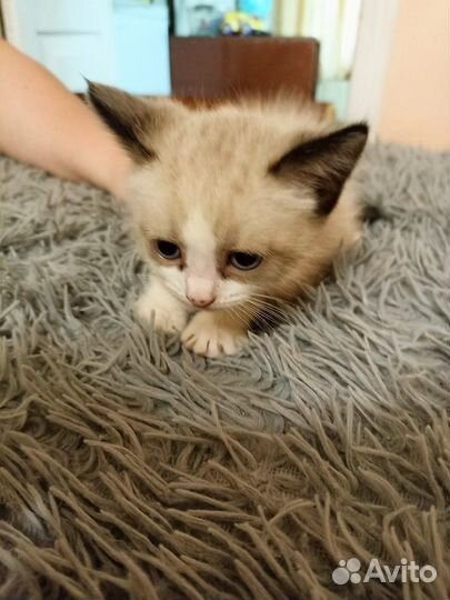 Домашние животные котята