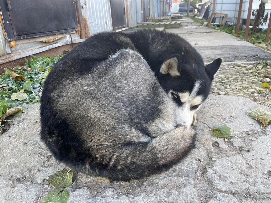 Хаски выживает на улице