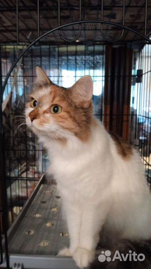 Кошка в дар